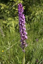 Dactylorhiza x braunii (Halácsy) Borsos & Soó ?<br/>Munții Ceahlău, Poiana Stănile, 8 Jul 2011 © Adrian Schlesinger - public domain (<a href=https://creativecommons.org/publicdomain/zero/1.0/ target=_blank>CC0 1.0</a>)
